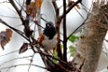 Spotted Towhee